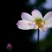 華　浄