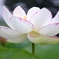 a white lotus flower