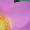 a petal of lotus flower