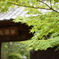 豪徳寺