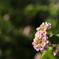 豊崎の道端の花