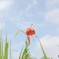 真昼に咲くオレンジの花火
