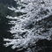 桜1