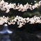 桜3