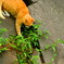 石垣に猫（１）