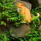石垣に猫（２）
