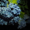 紫陽花