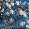 空に咲く花