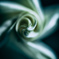 Angel's trumpet