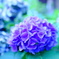 紫陽花