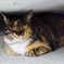 猫ですが、、なんだい？