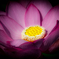 Lotus 2
