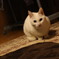 ミルク