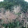 花火のように。