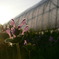 なんでもない雑草