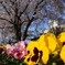桜をバックに。