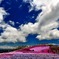 空と芝桜の印象