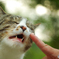 ねこ　その１６４