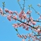 桜と空を飛ぶ