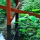 朱と新緑