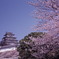 春の姫路城