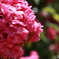 六甲山の花