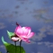 麗　容