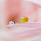 snail and drop　Ⅲ