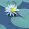 水の綺麗な沼に咲く睡蓮　　Ⅱ