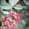 raspberry