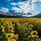 Sunflower field