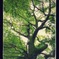 Green Tree