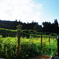 DSC05572 (1)