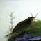 夏のアクアリウム