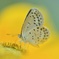 YELLOW YELLOW HAPPY