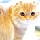 キャッツ アイ