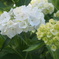 白紫陽花