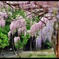 和気 2010