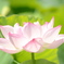 蓮の花