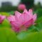 不忍池の蓮