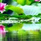 蓮の華