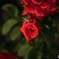 紅薔薇