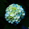 7月の紫陽花