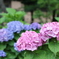 紫陽花