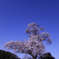 月夜に咲く春