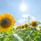 夏の太陽に照らされて