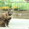野良猫