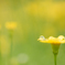after the rain..。