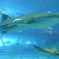 ちゅら海水族館