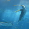 ちゅら海水族館